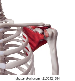 3d Rendered Medically Accurate Illustration Of A Torn Rotator Cuff