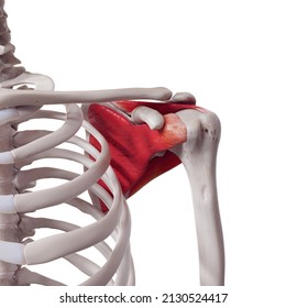 3d rendered medically accurate illustration of the rotator cuff