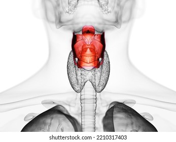 3d Rendered Medically Accurate Illustration Of The Human Larynx