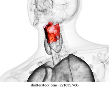 3d Rendered Medically Accurate Illustration Of The Human Larynx