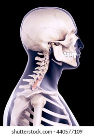 3d Rendered Medically Accurate Illustration Sternocleidomastoid Stock ...