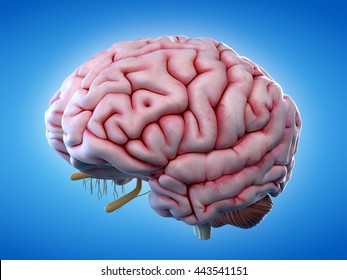 3d rendered, medically accurate illustration of the human brain - Shutterstock ID 443541151
