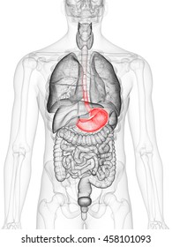 3d rendered medically accurate illustration of the stomach