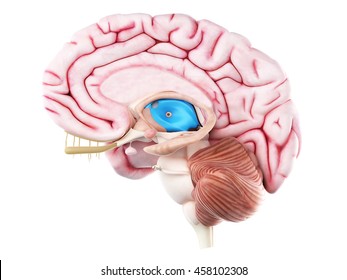 3d Rendered Medically Accurate Illustration Of The Third Ventricle