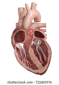 3d Rendered Medically Accurate Illustration Of The Pulmonary Valve