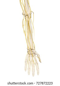 3d Rendered Medically Accurate Illustration Of The Arm Nerves