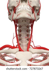 3d Rendered Medically Accurate Illustration Of The Neck Arteries