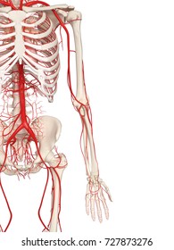 3,999 Arm Arteries Images, Stock Photos & Vectors | Shutterstock