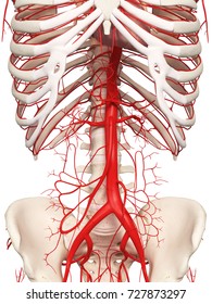 34,567 Aorta Images, Stock Photos & Vectors | Shutterstock