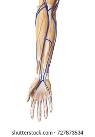 3d Rendered Medically Accurate Illustration Of The Arm Anatomy