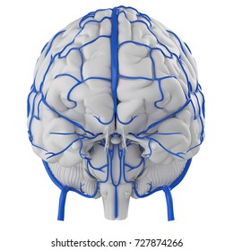 3d Rendered Medically Accurate Illustration Of The Brain Veins