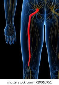 Femoral nervio ciático o nervio