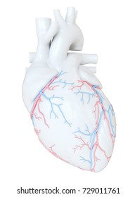 3d rendered medically accurate illustration of the coronary blood vessels