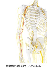 3d Rendered Medically Accurate Illustration Of The Median Nerve