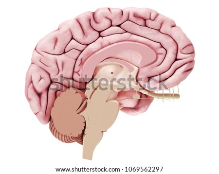 3d rendered medically accurate illustration of a brain cross-section