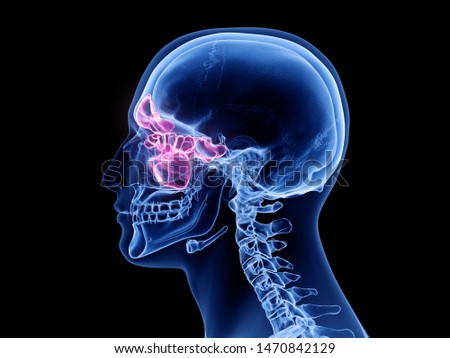 3d rendered medically accurate illustration of the sinuses Stock photo © 