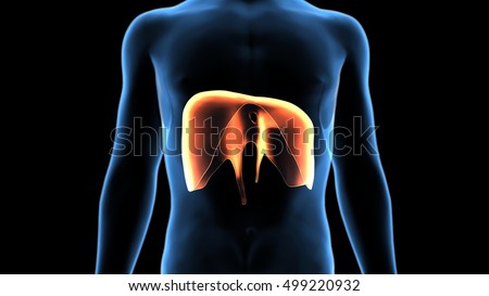 3d rendered medically accurate illustration of human diaphragm anatomy