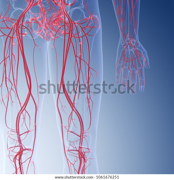 人間の脚の血管の3dレンダリングされた医学的に正確なイラスト のイラスト素材
