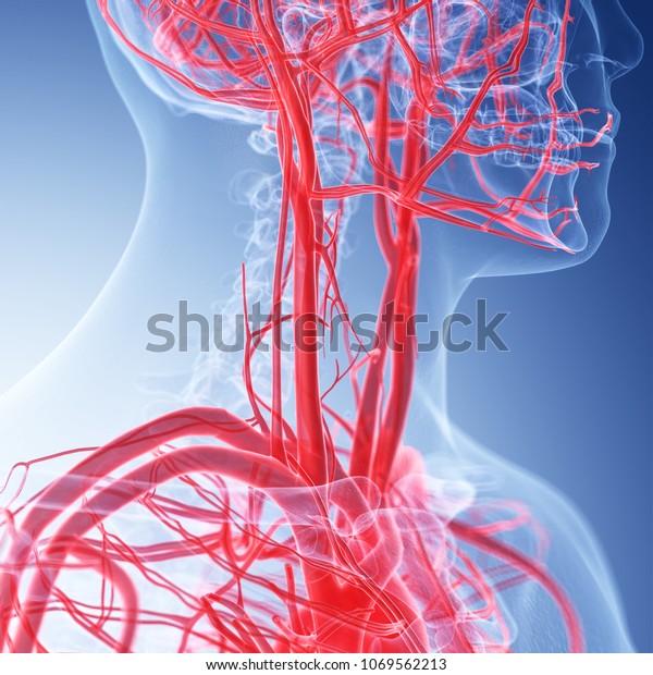 3d rendered medically accurate illustration of\
the vascular neck\
anatomy