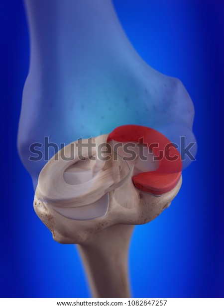 3d rendered, medically accurate illustration of\
the medial meniscus
