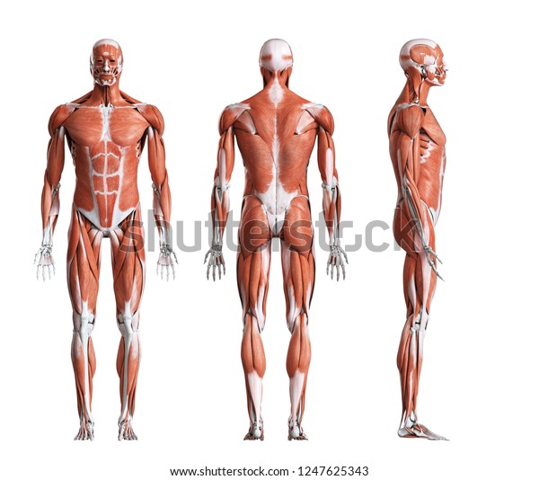 男性の筋肉系の3dレンダリングされた医学的に正確なイラスト のイラスト素材