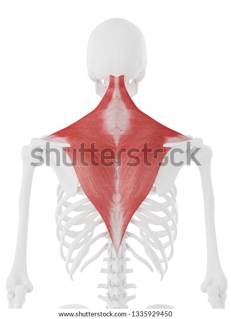 3d Rendered Medically Accurate Illustration Trapezius Stock ...