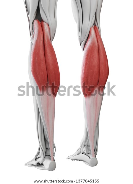 3d Rendered Medically Accurate Illustration Gastrocnemius Stock ...