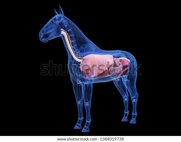 equine intestines 3d