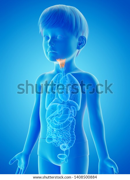 3d rendered medically accurate illustration of a\
childs larynx