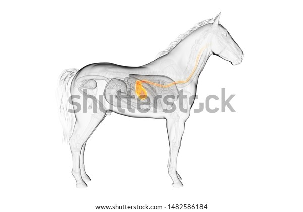 3dで医学的に正確な馬の胃のイラストを描いた のイラスト素材