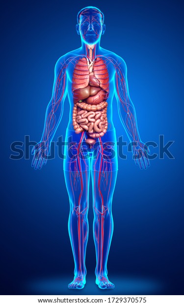 3d rendered medically accurate\
illustration of male Internal organs and circulatory\
system