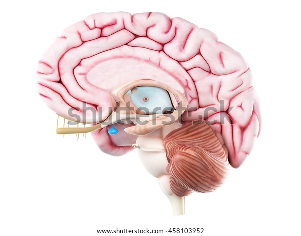 3d Rendered Medically Accurate Illustration Pituitary Stock ...