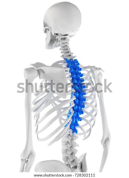 3d rendered medically accurate illustration of the\
thoracic spine