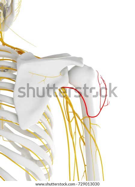 3d Rendered Medically Accurate Illustration Axillary Stock Illustration ...