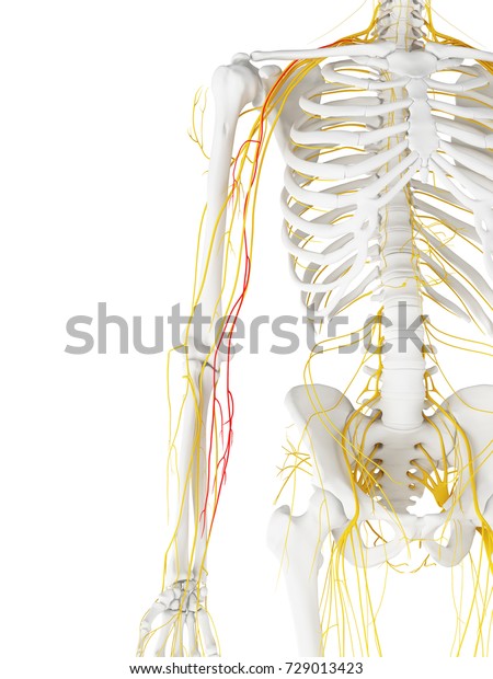 2 Medial Antebrachial Cutaneous Nerve Images, Stock Photos & Vectors ...