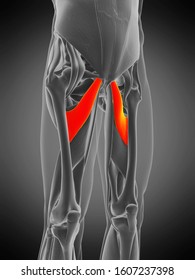 884 Adductor brevis Images, Stock Photos & Vectors | Shutterstock