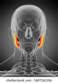 Masseter Muscle Images, Stock Photos & Vectors | Shutterstock