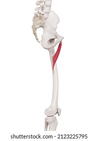 884 Adductor brevis Images, Stock Photos & Vectors | Shutterstock