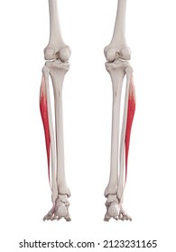 1,646 Peroneus Longus Images, Stock Photos & Vectors | Shutterstock