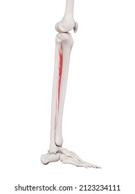 834 Tibialis Images, Stock Photos & Vectors | Shutterstock