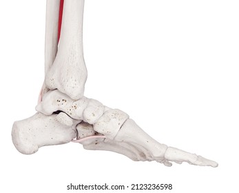 1,646 Peroneus Longus Images, Stock Photos & Vectors | Shutterstock