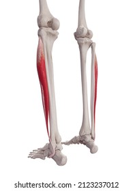 1,646 Peroneus Longus Images, Stock Photos & Vectors | Shutterstock