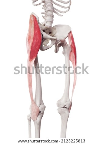 3d rendered medically accurate muscle illustration of the tensor fascia lata Zdjęcia stock © 