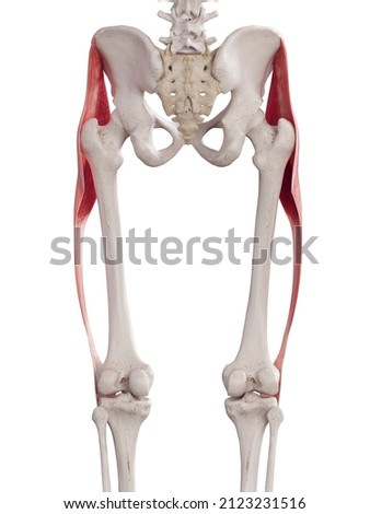 3d rendered medically accurate muscle illustration of the tensor fascia lata Zdjęcia stock © 