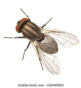 3D Rendered Musca Domestica "House Fly"