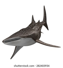 3D Rendered Rhincodon Typus 