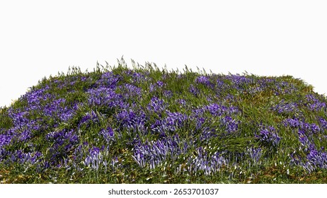 3d rendered square patch of grassland with spring crocus and wild grass. Spring meadow grassland with patches of spring crocus, isolated on a white background. 