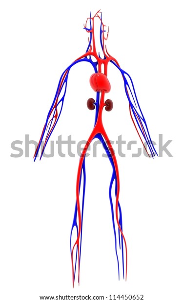 3d Rendered Vascular System Isolated On Stock Illustration 114450652 ...