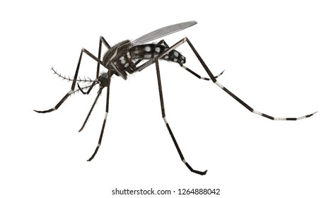 3D Rendered Yellow Fever Mosquito