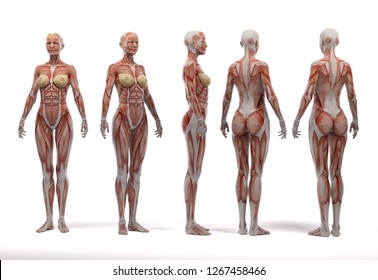 3D Rendering :a  standing female body illustration with muscle tissues display